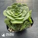 Aeonium Greenovia Blood Cherry Clustering - Image 2