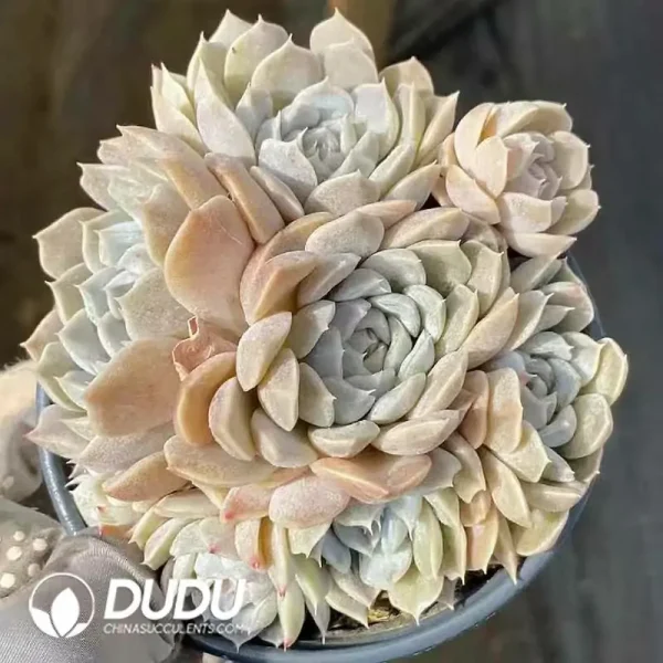 1756118606-e201-203.webp Echeveria Mary bell Clustering - Image 1