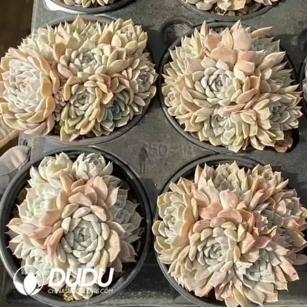 Echeveria Mary bell Clustering - Image 2