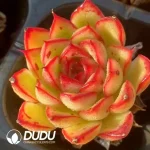 Soilless Echeveria Firefly(without holder set)