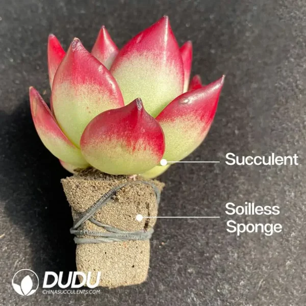 1756118610-1745896996-e202.webp Soilless Echeveria Pulidonis(without holder set) - Image 3