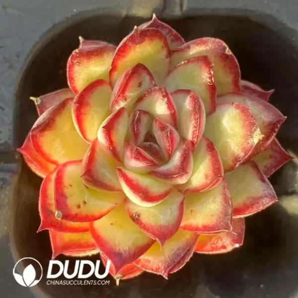 1756118611-e201-205.webp Soilless Echeveria Pulidonis(without holder set) - Image 1