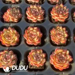 Soilless Echeveria Pulidonis(without holder set) - Image 2