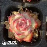 Soilless Echeveria Crystal Rose(without holder set)
