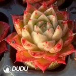Soilless Echeveria Agavoides Spicy(without holder set)