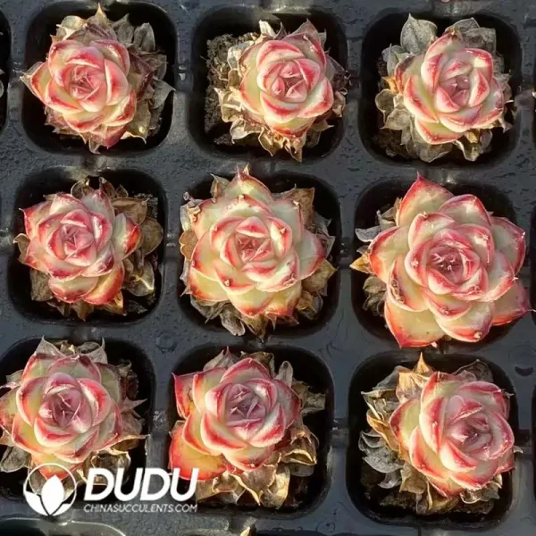 Soilless Echeveria Crystal Rose(without holder set) - Image 2