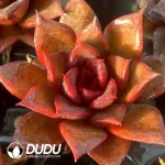 Soilless Echeveria Red Rose(without holder set)
