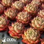 Soilless Echeveria Agavoides Spicy(without holder set) - Image 2