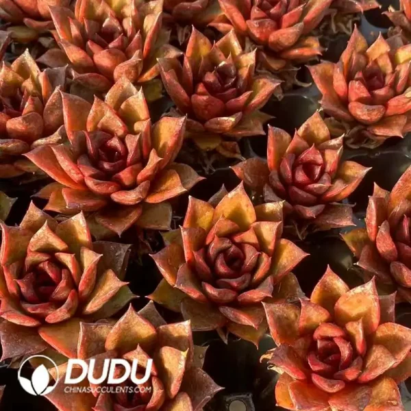 Soilless Echeveria Red Rose(without holder set) - Image 2