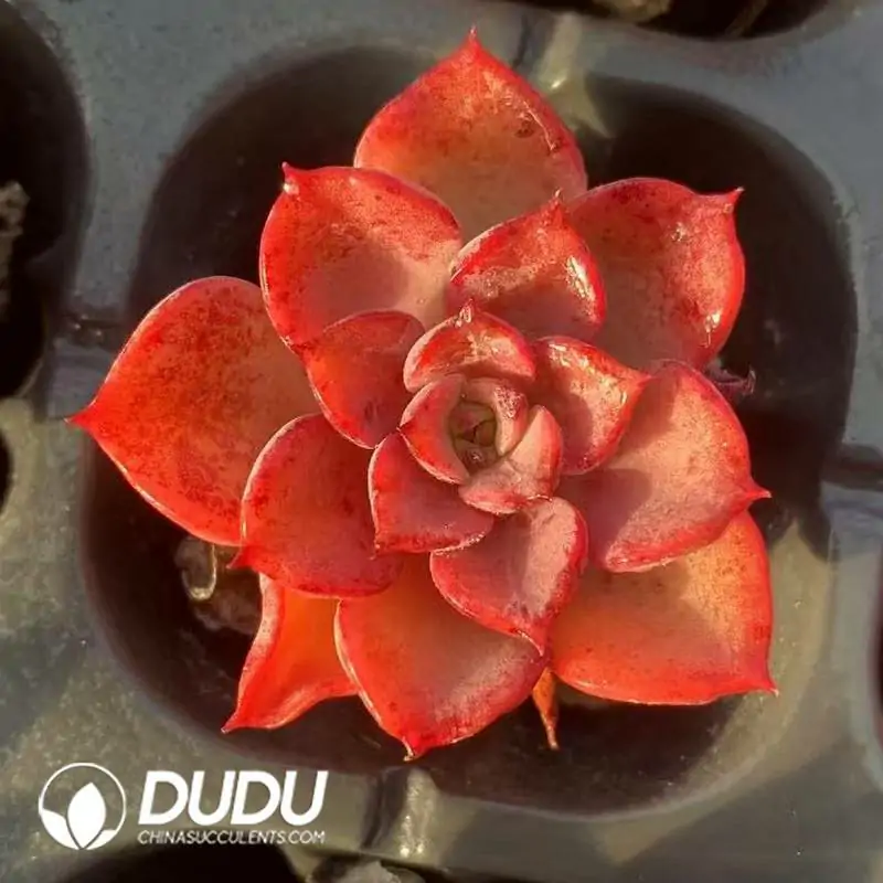 1756118618-e201-209.webp Soilless Echeveria Noble(without holder set) - Image 1