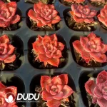 Soilless Echeveria Noble(without holder set) - Image 2