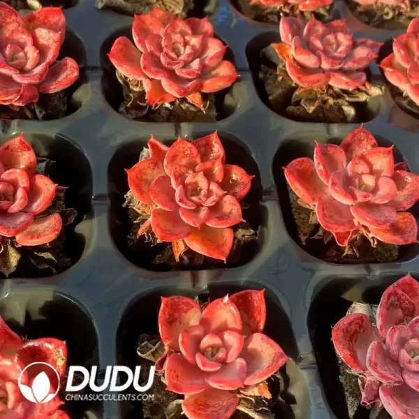 Soilless Echeveria Noble(without holder set) - Image 2