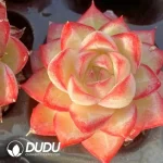 Soilless Echeveria Queen(without holder set)