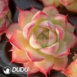 Soilless Echeveria Queen(without holder set) - Image 2