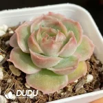 Echeveria Shrimp Dumpling