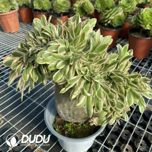 Aeonium Undulatum Cristata - Image 1