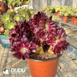 Aeonium Medusa Cristate