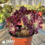 Aeonium Medusa Cristate - Image 2