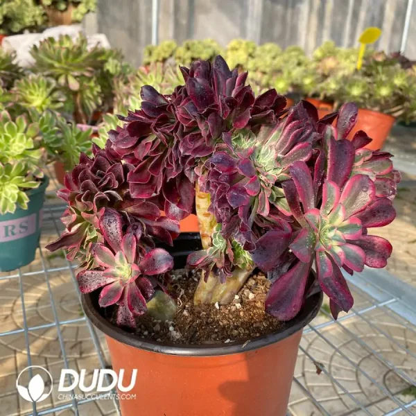 Aeonium Medusa Cristate - Image 2
