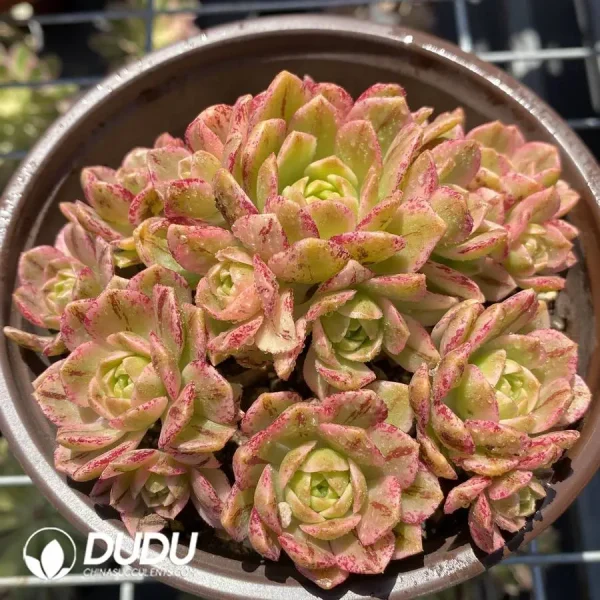 1756118629-1745574477-e201.webp 120MM Aeonium Sweet Tea Clustering - Image 1