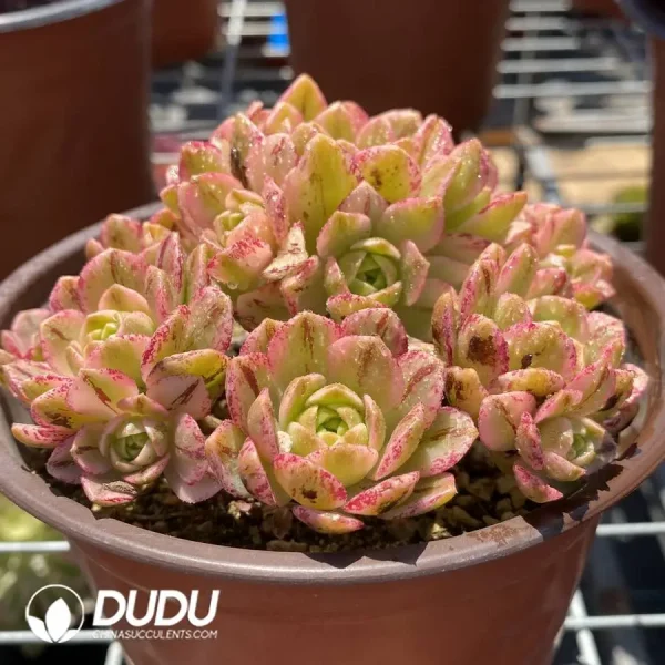 1756118630-1745574479-e202.webp 120MM Aeonium Sweet Tea Clustering - Image 2