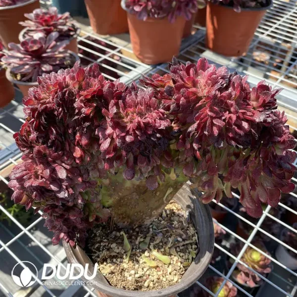 Aeonium Arboreum Atropurpureum - Image 1
