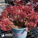 Aeonium Athena Crest - Image 2