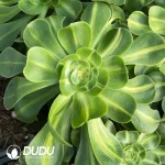 Aeonium Tyrant Variegated (Normal) - Image 2