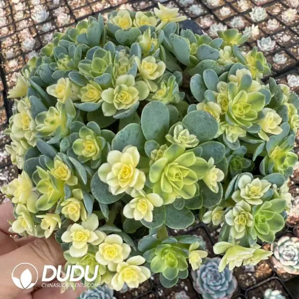 Aeonium Cat Eye Rose Variegated Clustering - Image 2