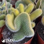 Browningia Lobivia Silvestrii Crest Var