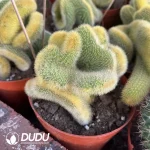 Browningia Lobivia Silvestrii Crest Var - Image 2