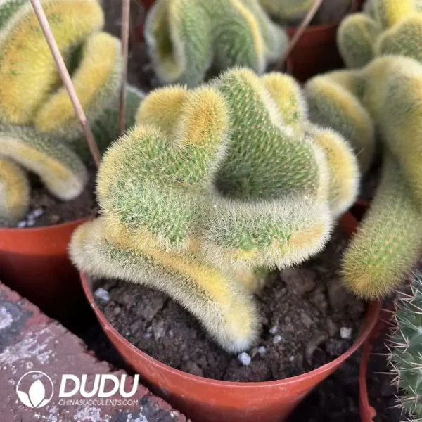 Browningia Lobivia Silvestrii Crest Var - Image 2