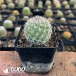 Mammillaria Slevinii