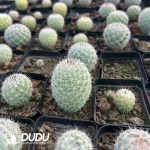 Mammillaria Slevinii - Image 2