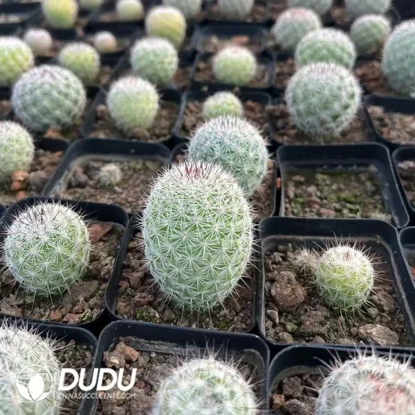 1756118647-e202-224.webp Mammillaria Slevinii - Image 2