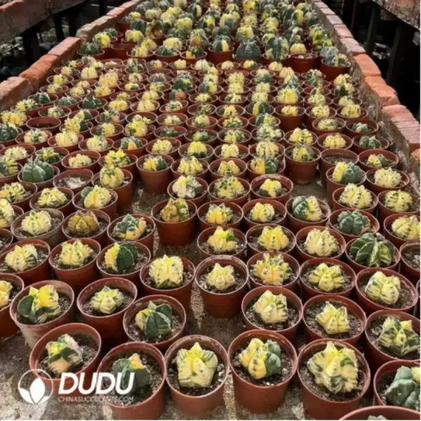 Cactus-Astrophytum myriostigma var. nudum - Image 1