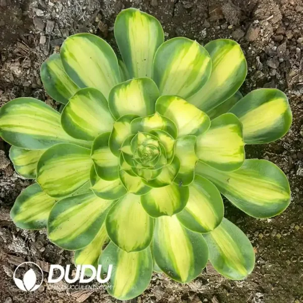 Aeonium Tyrant Variegated (Wide Variegated) - Image 1