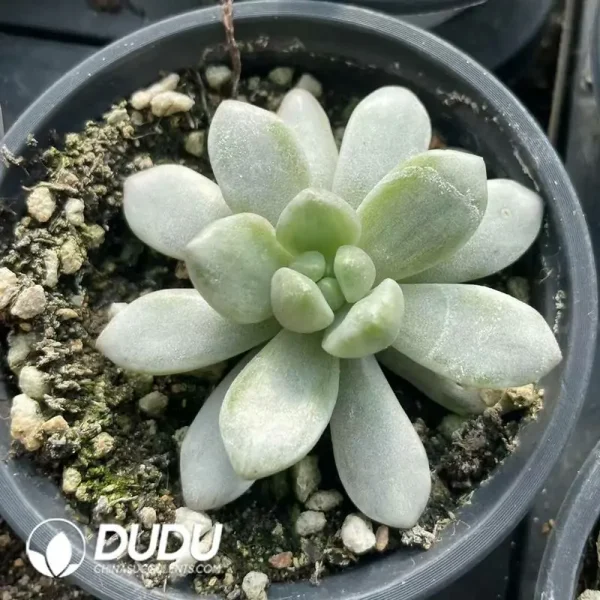 1756118659-e201-280.webp Echeveria Chanel Variegated - Image 1