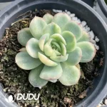 Echeveria Strawberry Ice Variegated