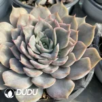 Echeveria Orion Monstrose