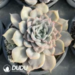 Echeveria Orion Monstrose - Image 2