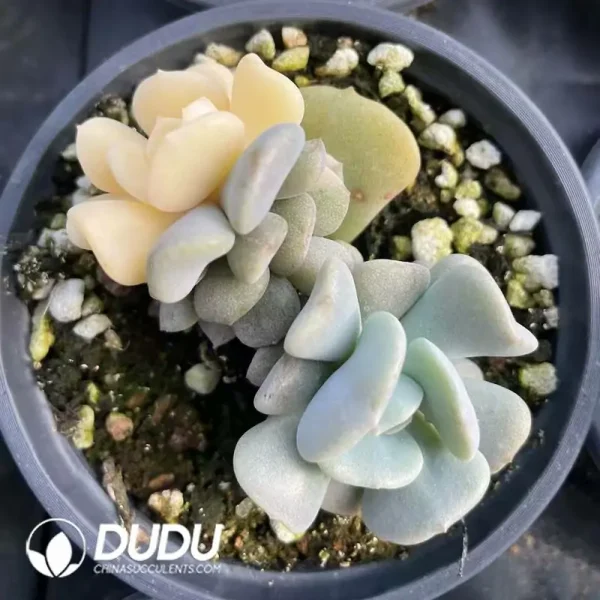 1756118675-e201-288.webp Echeveria Exotic yin yang Variegated - Image 1