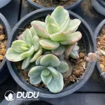 Echeveria Red plum variegated Clustering