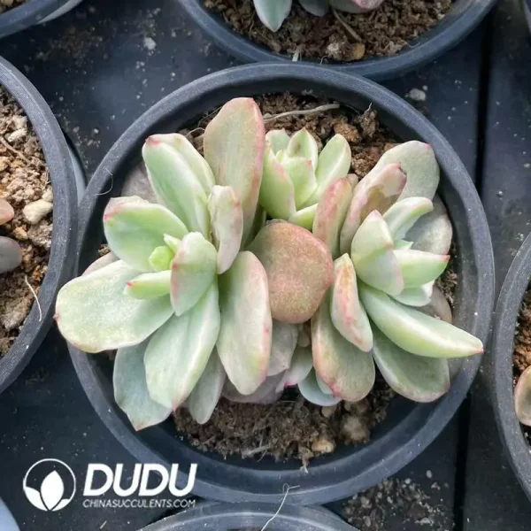 Echeveria Red plum variegated Clustering - Image 2