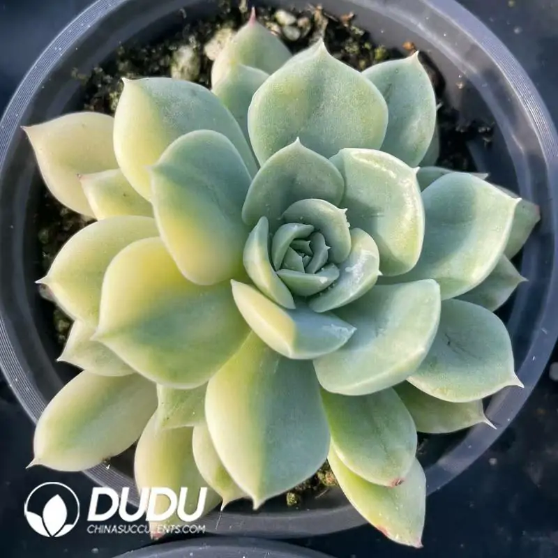 1756118685-e201-291.webp Echeveria Moon Fairy Variegated - Image 1