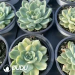 Echeveria Moon Fairy Variegated - Image 2