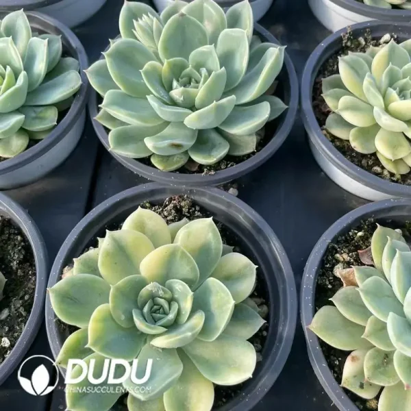 Echeveria Moon Fairy Variegated - Image 2