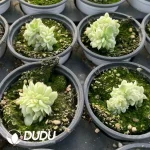 Echeveria jade beads variegated Cristate - Image 2