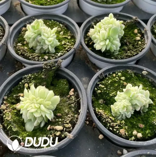 Echeveria jade beads variegated Cristate - Image 2