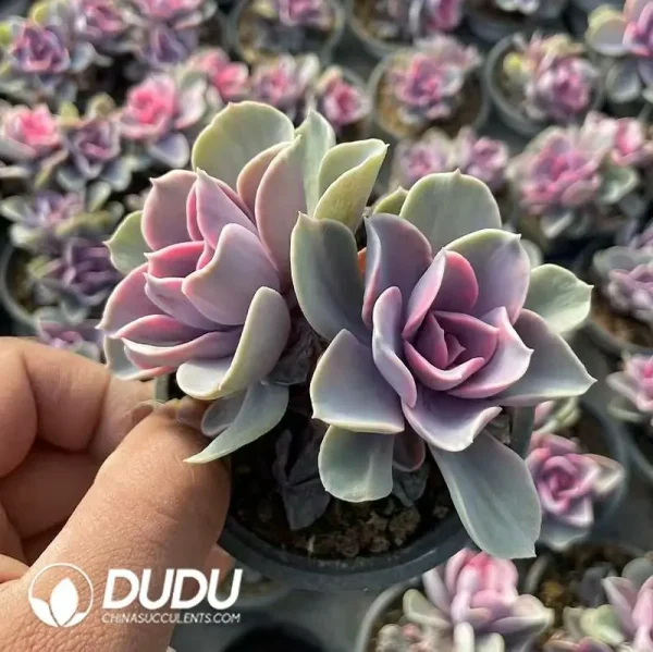 1756118691-e201-293.webp Echeveria Rainbow Double Head - Image 1